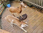23102024_Samsung Smartphone Galaxy S10 Plus_3rd round to Kyushu_Yufuin Shotengai00068