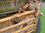 23102024_Samsung Smartphone Galaxy S10 Plus_3rd round to Kyushu_Yufuin Shotengai00071