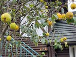 23102024_Samsung Smartphone Galaxy S10 Plus_3rd round to Kyushu_Yufuin Shotengai00081