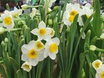 05022024_Victoria Park Lunar New Year Flower Fair_Daffodil00001