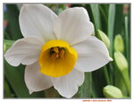 05022024_Victoria Park Lunar New Year Flower Fair_Daffodil00003