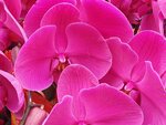05022024_Victoria Park Lunar New Year Flower Fair_Orchid00001