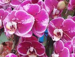 05022024_Victoria Park Lunar New Year Flower Fair_Orchid00002