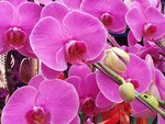 05022024_Victoria Park Lunar New Year Flower Fair_Orchid00003