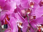 05022024_Victoria Park Lunar New Year Flower Fair_Orchid00005