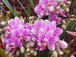 05022024_Victoria Park Lunar New Year Flower Fair_Orchid00007