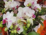 05022024_Victoria Park Lunar New Year Flower Fair_Orchid00008