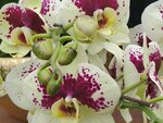05022024_Victoria Park Lunar New Year Flower Fair_Orchid00021