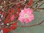 05022024_Victoria Park Lunar New Year Flower Fair_Peach00008