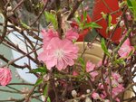 05022024_Victoria Park Lunar New Year Flower Fair_Peach00015