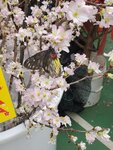 05022024_Victoria Park Lunar New Year Flower Fair_Sakura00002