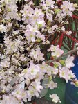 05022024_Victoria Park Lunar New Year Flower Fair_Sakura00004