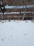 14012024_Samsung Smartphone Galaxy 10 Plus_26th round to Hokkaido__Kitami Kitsune Maki00013