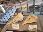 16012024_Samsung Smartphone Galaxy 10 Plus_26th round to Hokkaido_Shiretoko Museum00059