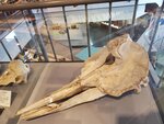 16012024_Samsung Smartphone Galaxy 10 Plus_26th round to Hokkaido_Shiretoko Museum00060