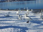 17012024_Samsung Smartphone Galaxy 10 Plus_26th round to Hokkaido_Lake Kussharo_Sunayu Swan00003