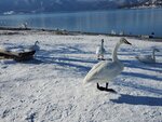 17012024_Samsung Smartphone Galaxy 10 Plus_26th round to Hokkaido_Lake Kussharo_Sunayu Swan00004