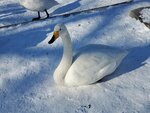 17012024_Samsung Smartphone Galaxy 10 Plus_26th round to Hokkaido_Lake Kussharo_Sunayu Swan00006