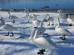 17012024_Samsung Smartphone Galaxy 10 Plus_26th round to Hokkaido_Lake Kussharo_Sunayu Swan00007