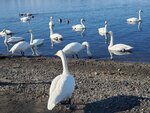 17012024_Samsung Smartphone Galaxy 10 Plus_26th round to Hokkaido_Lake Kussharo_Sunayu Swan00014