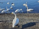 17012024_Samsung Smartphone Galaxy 10 Plus_26th round to Hokkaido_Lake Kussharo_Sunayu Swan00015