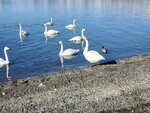 17012024_Samsung Smartphone Galaxy 10 Plus_26th round to Hokkaido_Lake Kussharo_Sunayu Swan00017