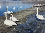 17012024_Samsung Smartphone Galaxy 10 Plus_26th round to Hokkaido_Lake Kussharo_Sunayu Swan00018