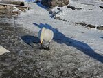 17012024_Samsung Smartphone Galaxy 10 Plus_26th round to Hokkaido_Lake Kussharo_Sunayu Swan00019