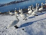 17012024_Samsung Smartphone Galaxy 10 Plus_26th round to Hokkaido_Lake Kussharo_Sunayu Swan00024