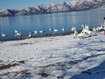 17012024_Samsung Smartphone Galaxy 10 Plus_26th round to Hokkaido_Lake Kussharo_Sunayu Swan00032