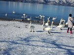 17012024_Samsung Smartphone Galaxy 10 Plus_26th round to Hokkaido_Lake Kussharo_Sunayu Swan00033