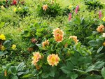 19072024_Samsung Smartphone Galaxy S10 Plus_27th round to Hokkaido_Tokachi Makubetsu Morning00025