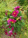 19072024_Samsung Smartphone Galaxy S10 Plus_27th round to Hokkaido_Tokachi Makubetsu Morning00032