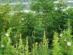 21072024_Samsung Smartphone Galaxy S10 Plus_27th round to Hokkaido_Abashiriko Morning00009