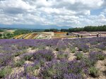 22072024_Samsung Smartphone Galaxy S10 Plus_27th round to Hokkaido_Biei_Shikisai no Oka00009