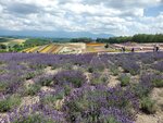 22072024_Samsung Smartphone Galaxy S10 Plus_27th round to Hokkaido_Biei_Shikisai no Oka00010