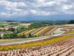22072024_Samsung Smartphone Galaxy S10 Plus_27th round to Hokkaido_Biei_Shikisai no Oka00014
