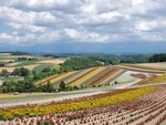 22072024_Samsung Smartphone Galaxy S10 Plus_27th round to Hokkaido_Biei_Shikisai no Oka00015