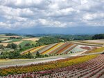 22072024_Samsung Smartphone Galaxy S10 Plus_27th round to Hokkaido_Biei_Shikisai no Oka00016
