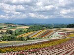 22072024_Samsung Smartphone Galaxy S10 Plus_27th round to Hokkaido_Biei_Shikisai no Oka00017