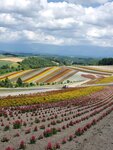22072024_Samsung Smartphone Galaxy S10 Plus_27th round to Hokkaido_Biei_Shikisai no Oka00018