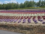22072024_Samsung Smartphone Galaxy S10 Plus_27th round to Hokkaido_Biei_Shikisai no Oka00020