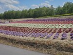 22072024_Samsung Smartphone Galaxy S10 Plus_27th round to Hokkaido_Biei_Shikisai no Oka00021