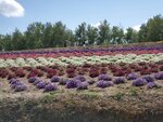 22072024_Samsung Smartphone Galaxy S10 Plus_27th round to Hokkaido_Biei_Shikisai no Oka00022
