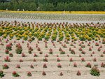 22072024_Samsung Smartphone Galaxy S10 Plus_27th round to Hokkaido_Biei_Shikisai no Oka00024