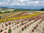 22072024_Samsung Smartphone Galaxy S10 Plus_27th round to Hokkaido_Biei_Shikisai no Oka00025