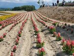 22072024_Samsung Smartphone Galaxy S10 Plus_27th round to Hokkaido_Biei_Shikisai no Oka00026