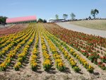 22072024_Samsung Smartphone Galaxy S10 Plus_27th round to Hokkaido_Biei_Shikisai no Oka00028
