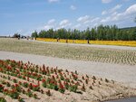 22072024_Samsung Smartphone Galaxy S10 Plus_27th round to Hokkaido_Biei_Shikisai no Oka00029