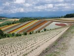 22072024_Samsung Smartphone Galaxy S10 Plus_27th round to Hokkaido_Biei_Shikisai no Oka00030